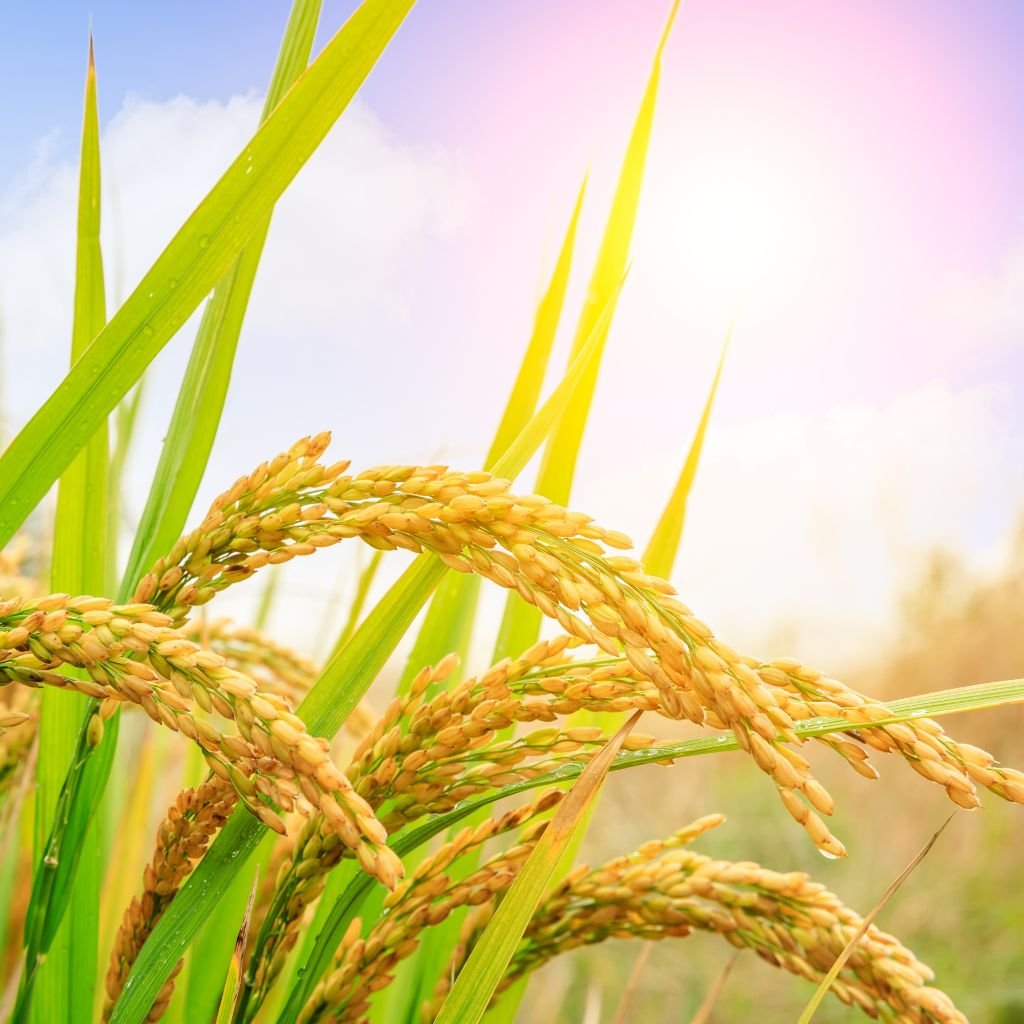 Rice fields